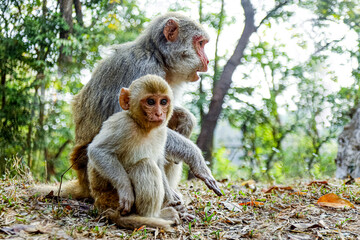 The Beautiful Mother and Baby Monkey, and baby monkeys live together as a family.