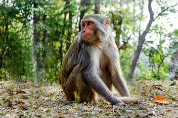 Monkey in a Temple forest park in Rangamati, Monkey Beautiful moments