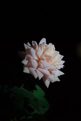Rose on a dark background