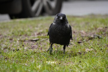 Jackdaw on a road