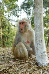 Naklejka na ściany i meble Monkey in a Temple forest park in Rangamati, Monkey Beautiful moments