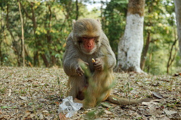 Monkey in a Temple forest park in Rangamati, Monkey Beautiful moments