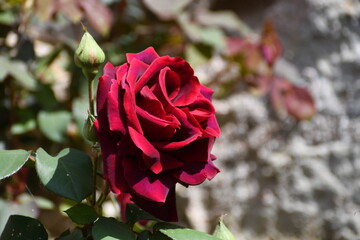 Dark Red Rose Head in Full Bloom. Love icon.