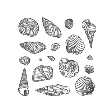 Vector linear collection of different shells on white background