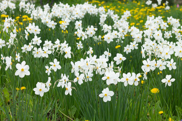 Obraz na płótnie Canvas White daffodils with a yellow core are blooming in the garden. Large field of daffodils. Spring white and yellow flowers.