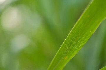 tall Green glass leaves blurred background