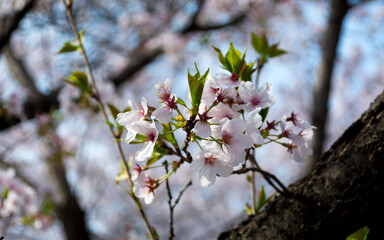 cherry blossom tree in spring