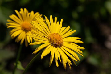 Nice summer yellow flowers at sunny evening, macro nature and flora