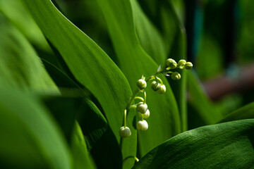 Nice spring lily white flowers close up macro nature photography