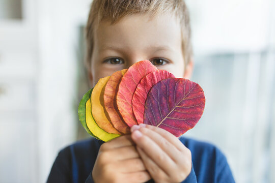 Child holding a selection of colorful leaves