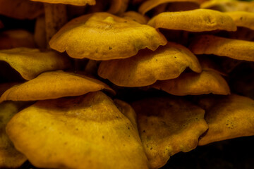 Large Bunch of Yellow Mushrooms Grow In Tight Clump
