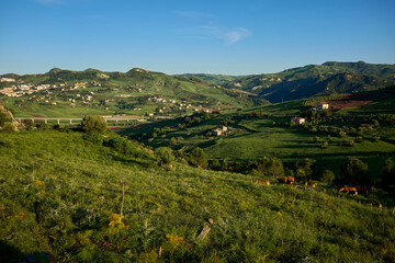 landscape with pastures and animals in spring in Central Sicily