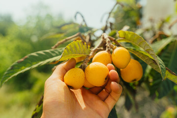 Ripe medlars on tree, healthy fresh orange summer loquat fruit 