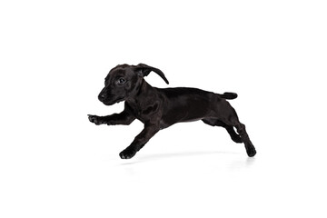 Beautiful puppy of dachshund dog running. playing isolated on white studio background. Concept of motion, pets love, animal life.