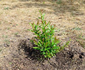 A small pomegranate bush in the ground, a bush without fruit.