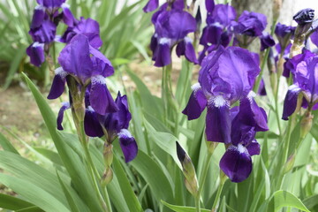 Spring blooming purple iris flowers.