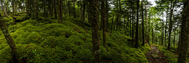 Mossy HIllside Leading Up To Mount Sterling