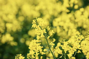 Rapeseed spring flowers