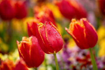 Red tulip flowers