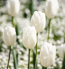 White tulip flowers