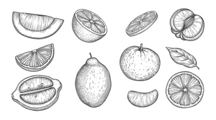 Citrus fruit icons set outline, hand drawn vector. Citrus grapefruit