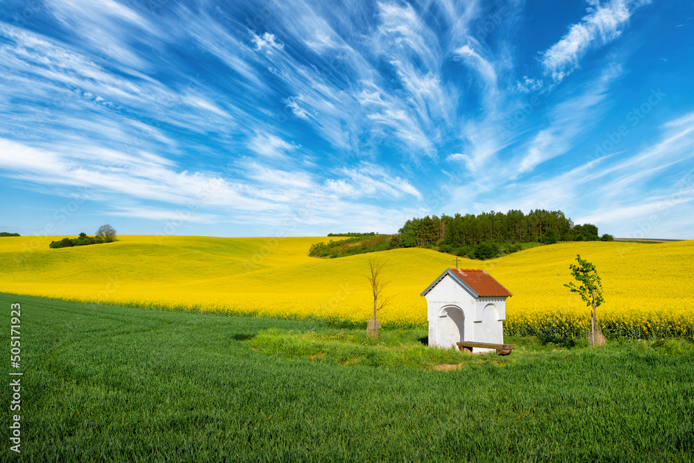 Wall mural Beautiful spring landscape with rape field and blue sky