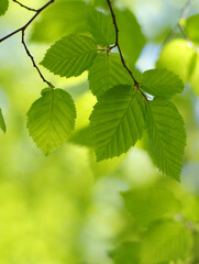 Fototapeta na wymiar Green leaves background on forest