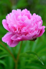 Fototapeta premium 芍薬（シャクヤク）Paeonia lactiflora