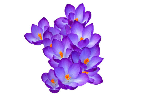 Bright beautiful spring flowers crocuses Giant ruby close-up on white isolated background