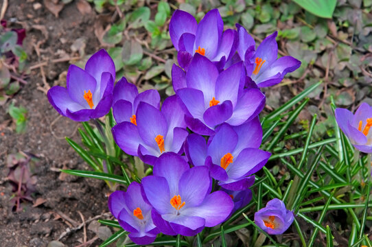 Bright beautiful spring flowers crocuses Ruby Giant close-up in a flower garden
