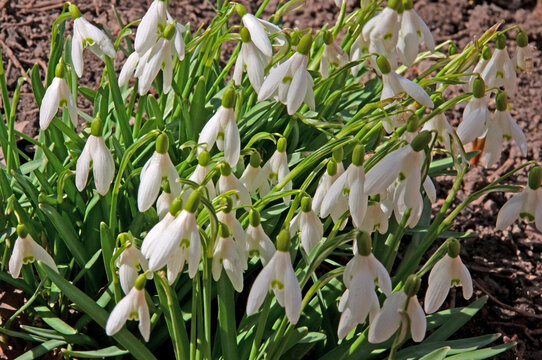 Snowdrop Galanthus spring flowers in the garden close-up on a sunny day
