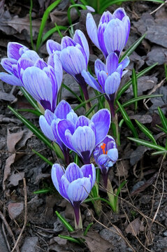 Bright beautiful spring flowers of Striped Crocus close-up in a flower garden