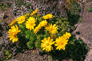 Yellow Adonis flowers in the spring garden close-up on a sunny day