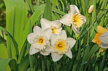 Beautiful white and yellow daffodils close up on a flower bed in the garden on a sunny day