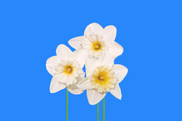Three beautiful white and yellow daffodils close up on a blue isolated background