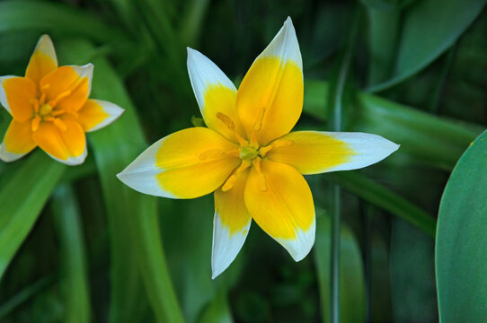Beautiful yellow and white tulips Tarda top view close-up on a sunny day in a flower bed