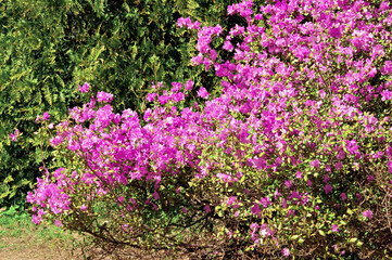 Large bush with pink rhododendron flowers in a city park on a sunny day