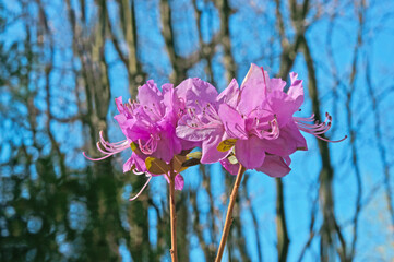 Two beautiful pink flowers of Rhododendron dauricu close-up against the background of trees and blue sky on a sunny day