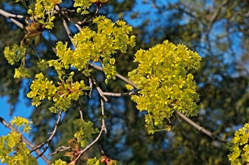 Beautiful yellow maple flowers on the branches of a tree against a blue sky on a sunny day