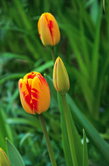 Three buds of beautiful yellow-red tulips close-up on a sunny day in the garden