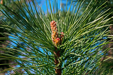 A young pine cone and green needles against a blue sky on a sunny day