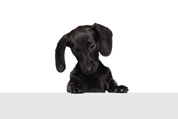 Half-length portrait of cute dachshund dog posing isolated on white studio background. Concept of breed, motion, pets love, animal life.