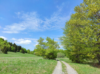 Fototapeta na wymiar Mountain road surrounded with green meadows and mixed forest on Matic poljana, Gorski kotar area, Croatia