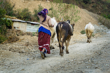 13 january 2021. Dehradun, Uttarakhand, India. A rural Indian garhwali woman taking her cattle out...