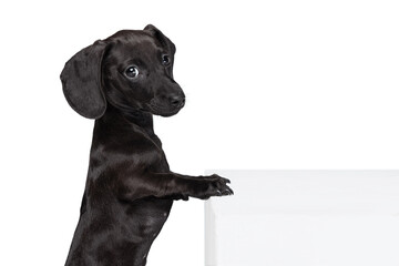 Charming puppy of dachshund dog posing isolated on white studio background. Concept of motion, pets love, animal life.