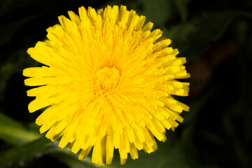 Yellow dandelion in the field in spring