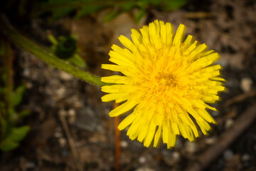 Yellow dandelion in the field in spring