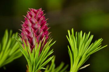 Female cone (young) of a European larch - obrazy, fototapety, plakaty