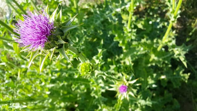 Video image of the thistle plant, a source of healing that has just opened in spring