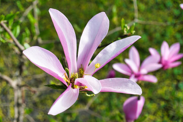 White and pink magnolia flower - close-up